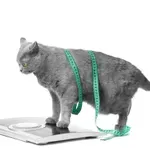 Zašto je debljina vaš najopasniji „organ“