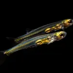 Ova ribica veličine 12 milimetara glasna je kao mlazni motor