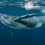 Kako dronovi pomažu spašavanju kitova i rijetkih morskih životinja