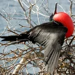 Upoznajte pticu koja spava dok leti