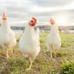 Bum umjetne inteligencije stvorio je novu generaciju mladih filantropa, a najveći dobitnici bi mogle biti kokoši i krave