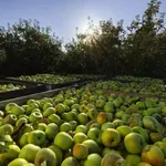Od kalifornijskih jabuka do kompanije vrijedne 500 miliona dolara