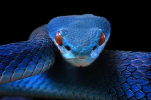 Džinovska prastara zmija pronađena u Indiji mogla je da bude dugačka kao Ti-Reks