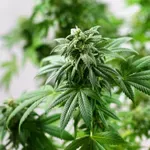 Tramp potpisao izvršnu naredbu da kanabis bude klasifikovan kao manje opasna droga