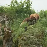 Turistična skupina med opazovanjem medvedov naletela na grozljiv prizor