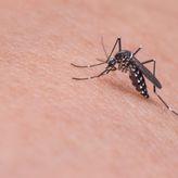 Otkriveno koji mikrobi čovjeka čine privlačnijim za komarce