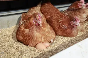 Našla jajce in ga dala v kokošje gnezdo, nato pa jo je pričakalo presenečenje