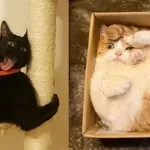 Uhvatili mačke na djelu pa podijelili urnebesne prizore na društvenim mrežama