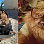 Šašave životinje uljepšale im dan, zavirite u galeriju urnebesnih prizora