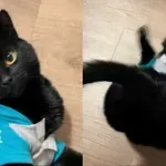 Pogledajte ples ove mačke kada je poslastica na vidiku!