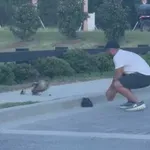 Strpljivi junak pokušao pomoći pačićima pa se uvalio u velike nevolje