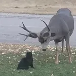 Snimili dvoboj između mačke i jelena, ovakav susret rijetko se viđa
