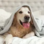 Ove pasmine su pravi heroji: Nauče stati kad auto dolazi, pronaći pješački, stanicu i lift