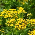 Otrov i lijek: Zaboravljena uskrsna palačinka koja se jela nakon korizme