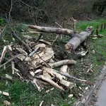 Zagreb ostao bez 1500 stabala: Holding objavio plan sanacije, srušeno drveće ide socijalno ugroženima za ogrjev