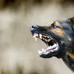 Čopor pasa izgrizao ju je nasmrt: Sada je protiv vlasnika podignuta optužnica