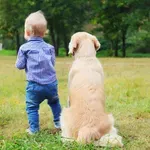 Pet pasmina poznatih kao pseće dadilje, s najmlađima imaju posebnu povezanost