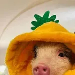 Hit u susjedstvu: Kafić u kojem vam mini svinjice spavaju u krilu