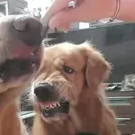 Otkrili ljubomornu stranu ljubimaca, reakcije nasmijale vlasnike