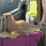 Elita u Balama, stiglo 500 njuški: "Standard opisuje idealnog psa, on ne postoji"