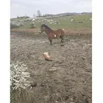 FOTO Policajci Tomislav i Igor nisu očekivali ovakvu intervenciju: Ždrijebe zapelo u blatu, kobila bila bespomoćna