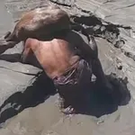 Riskirali život kako bi spasili životinje, a njihovo junaštvo zabilježile kamere