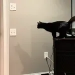 Mačka iznenadila potezom, jesu li i vaši ljubimci tako lukavi?