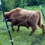 "Trava je uvijek zelenija": Krave izazvale kaos na farmi, urnebesna snimka postala hit