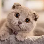 Ma, kraljice zabave! S ovih 10 ponašanja mačke najviše oduševljavaju svoje vlasnike