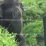 Pametni slon uspio nadmudriti električnu ogradu, njegov potez oduševio gledatelje