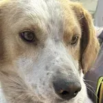 Ušli u naselje i zatekli 23 psa u lošem stanju: "Ovo je teško zanemarivanje i zlostavljanje, nedopustivo i sramotno!"