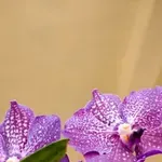 Mislili ste da vas priroda ne može iznenaditi? Upoznajte posebnu vrstu orhideje, može narasti do jedan metar