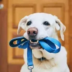 Ova česta navika u šetnji psa može imati loše posljedice