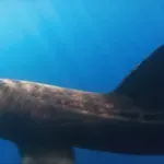 Skiper o trenutku kad je ugledao golemu psinu na Jadranu: "Vjerojatno to više neću doživjeti, a kad je otvorila usta..."