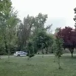 Na Bundeku uginuli labudovi: "Napad pasa je bio fatalan. Njihovu ljubavnu priču usporedili su s Klepetanom i Malenom"