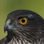 Hrvatska kakva se rijetko viđa: Izložba u Korčuli koja podsjeća koliko je priroda krhka