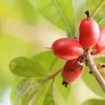 Tajna slatkog okusa bez šećera? Čudesna bobica uz koju se limun jede kao jabuka