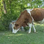 Stočari očajni zbog novih napada. "Ne vidiš ga, stoji iza zida i promatra... Tko ne bi zaplakao kad vidi ovo"
