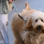 Najslađa špica na svijetu! Pogledajte ove sretne psiće, ukrali su show u centru Zagreba