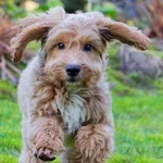 Cockapoo je jedna od najpopularnijih hibridnih pasmina pasa, doznajte sve o ovom slatkišu