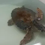 Povijesni trenutak: Zaštićena vrsta koja je pronašla dom na korčulanskoj plaži