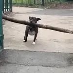 Šašavi psi uljepšali im dan, pogledajte snimke koje su postale hit na društvenim mrežama