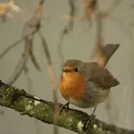 Ovdje priroda ima prednost: Čudesno mjesto u Hrvatskoj koje ne možete tako lako posjetiti