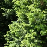 Susrećemo ih svakodnevno: Najotrovnije biljke u Hrvatskoj čija konzumacija može biti kobna