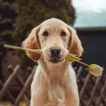 Novi trend među vlasnicima: Ono što je nekad bila rijetkost danas postaje sve češći izbor