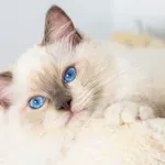 Ovo su tri najpopularnije pasmine mačaka u Hrvatskoj, posebne su izgledom i karakterom