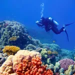 Nagli pad pokrivenosti koraljima na australskom Velikom koraljnom grebenu