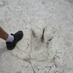 Rekordno otkriće u Boliviji: Gdje god pogledate, tlo je prekriveno njima!