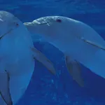 Poziv na buđenje: U mozgovima dupina pronađene štetne kemikalije iz naših televizora i računala