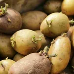Proklijali krumpir: Smije li se jesti ili ga trebamo baciti?